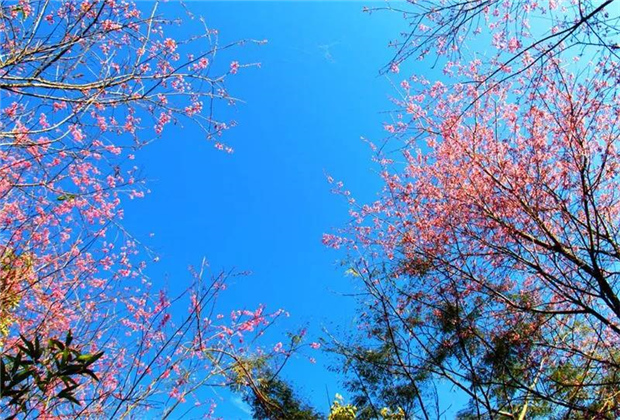 普洱旅游：普洱的櫻花正盛開，映紅了藍天，映紅了森林……